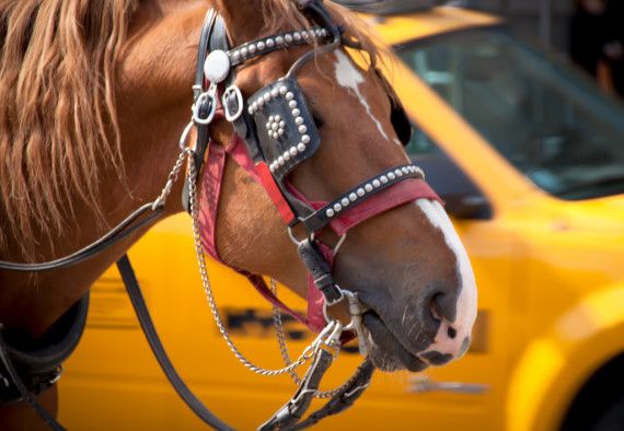 Say “Neigh” to the New York City Horse Carriage Ban