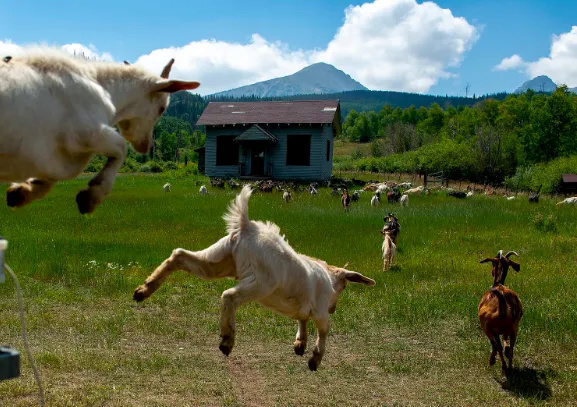 Stanford Needs a Herd of Goats