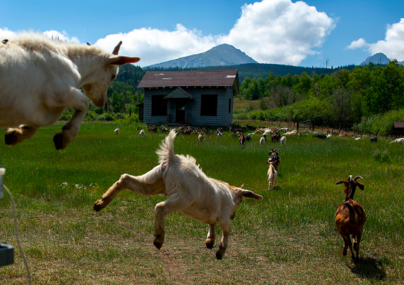 Stanford Needs a Herd of Goats
